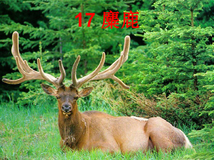 今期四不像图，探寻传统与现代交融的神秘符号今期四不像图片