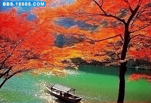 红叶高手联盟心水论坛—网络社区的智慧与激情交汇处图片红叶高手心水508555