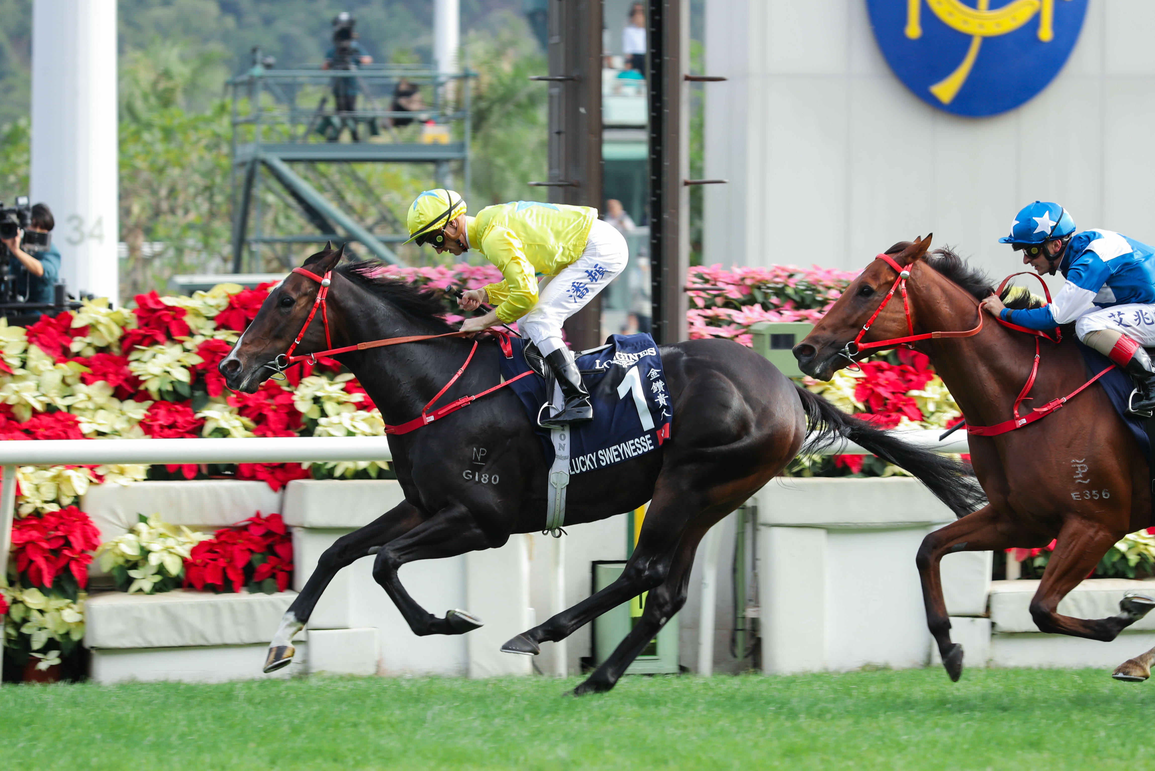 2019香港马会资料大全免费，探索赛马的魅力与文化深度香港2021年马会资料大全